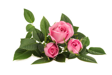 Pink roses
