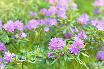 Obraz premium Natural colorful large bush blooming Rhododendron in the spring garden. Many pink violet flowers of Rhododendron in bloom. Azalea