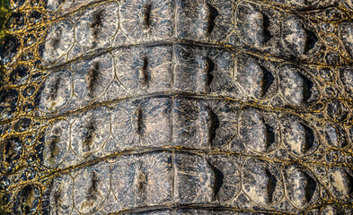 Crocodile skin close-up as a background. Crocodile tail and back.