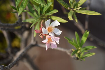 pink and white orchid