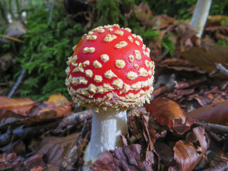 Young red fly agaric mushroom, growing on natural forest ground.