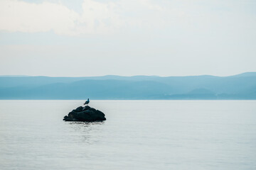 Seagull on a stone in the sea, evening landscape