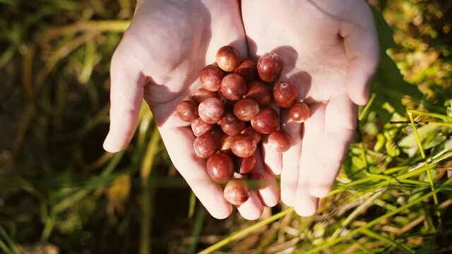 man opens his palms in which there is a handful of cranberries against a background of green grass in the forest