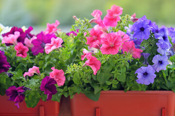Basket of vibrant pink, purple and violet surfinia flowers  or petunia in bloom hanging in summer. Background of group blooming petunia surfinia. Colorful decorative flowers on the balcony. 