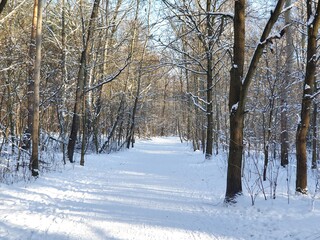 droga przez zaśnieżony las // road through the snowy forest