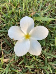 frangipani plumeria flower