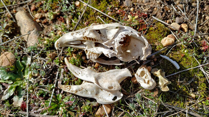 Skeletal remains of a european rabbit skull (Oryctolagus cuniculus) a species native to southwestern Europe (including Portugal, Spain and western France) and to northwest Africa