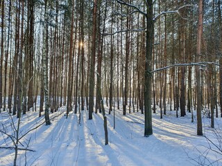 Zachodzące słońce przebijające się przez korony drzew // The setting sun breaking through the treetops © Adam