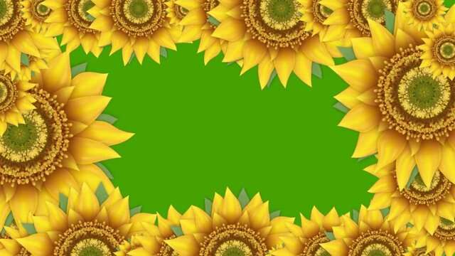 Frame of rotating yellow sunflowers. Beautiful floral border design on chroma key
