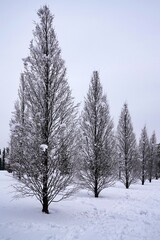 bare trees in a winter park   