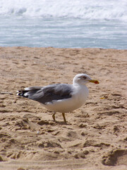 Side shot of a seagull standing in the sand at the beach looking for food