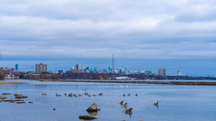 Naklejka premium Toronto skyline from the lakeshore