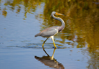 Obraz premium Tri-color heron sauntering across the lake