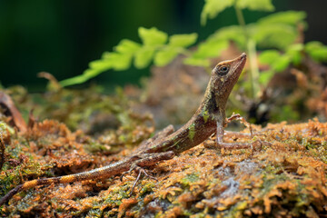 Baby angle head lizard inside a bush