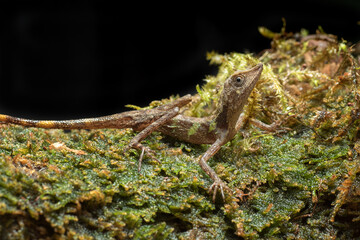 Baby angle head lizard inside a bush