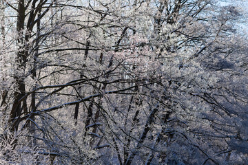 Äste Eis Kristalle Winter Schnee Raureif morgen Sonne Gegenlicht gefroren Kälte Jahreszeit Idyll...