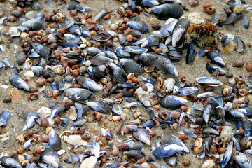 Close up of shells and snails washed up from the sea on the beach