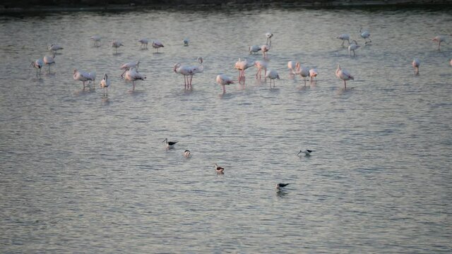 flamingos at sunrise in the Salina dei Monaci Nature Reserve, an old salt pan at Torre Colimena, Taranto, Apulia, Italy