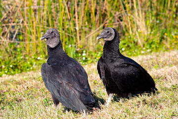 Pair of black vultures