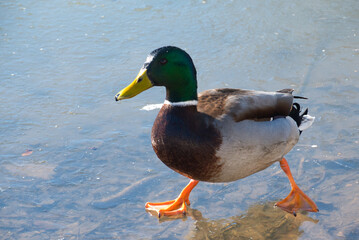 Ente am See