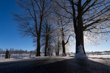 Allee Bäume Winter Straße Glatteis Morgen Sonne Gegenlicht Idyll Deutsche Alleenstraße Deutschland Sauerland Ruhr Tal Silhouetten Äste Reif