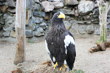 A detailed view of the head of a white-tailed eagle, a typical Eurasian eagle. Bald eagle, Haliaeetus Portrait of a bird Steller's sea eagle Haliaeetus pelagicus Adult big sits on a branch with open
