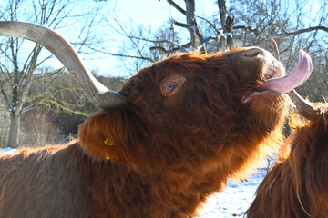 Zeig mal deine Zunge