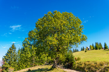 tree in the field