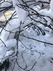 Куст в снегу