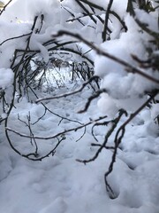 Куст в снегу