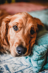 portrait of a dog