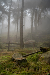 Obraz premium Woodland winter mist and fog at The Roaches, Staffordshire.