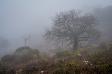 Fototapeta na wymiar Woodland winter mist and fog at The Roaches, Staffordshire.