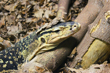 A large yellow lizard lives in a glass cabinet at a public zoo. Close-up of a reptile's head. Close-up of a young lizard camouflaged in nature. This iguana species ranges in color from deep red to