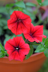 Fototapeta premium Vibrant red surfinia flowers or petunia in bloom in summer. Background of group blooming petunia surfinia. Colorful decorative flowers on the balcony. Selective focus
