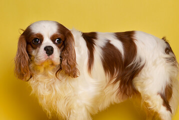 Dog cavalier king charles spaniel sit on yellow background 