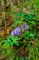 Wild plants and flowers, flora of the state of Aregon, US
