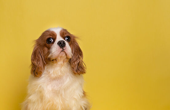 Dog cavalier king charles spaniel sit on yellow background 