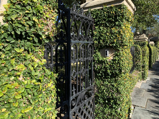 Iron gate along with hedges and vines covering a wall in Charleston, South Carolina