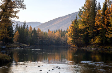 Fototapeta na wymiar Autumn morning by the Dzhazator river in Altai