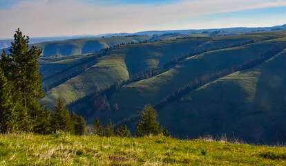 The landscape, blooming green hills overgrown with single trees and wild plants. Oregon, US