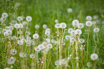 White fluffy dandelions on the lawn in the park. Amazing meadow with wildflowers. Beautiful rural...