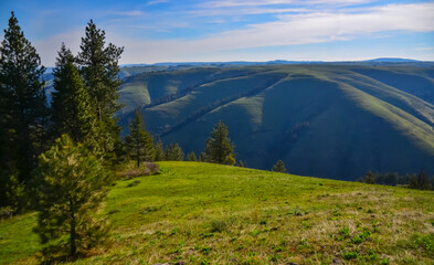 The landscape, blooming green hills overgrown with single trees and wild plants. Oregon, US