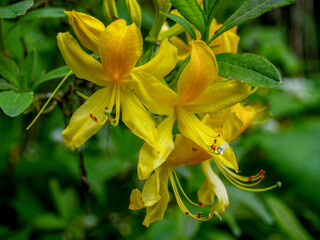 Azaleenblüte © Stephan