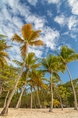 Obraz na płótnie Canvas Caribbean, Grenada, Mayreau Island. Beach and palm trees.