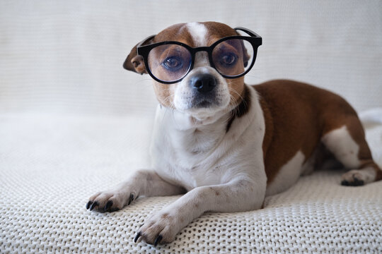 Small chihuahua dog in glasses looking at camera and lying on sofa. 
