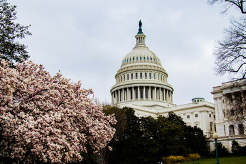 US Capitol building in Cherry Blossoms.