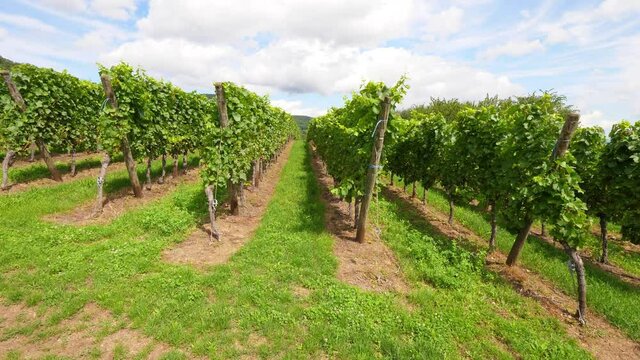 Fine straight rows of green vine plants at sunny summer day, camera move along field, look to side. Famous wine-producing area at Grand Est region of France, popular for oenotourism and trekking