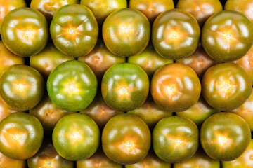 Top view of many green tomatoes of the kumato variety, with drops of water and studio lighting.