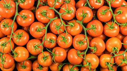 Top view of many green tomatoes of the branch variety, with drops of water and studio lighting.